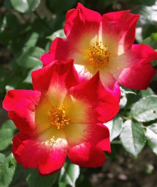 Rosa L. (rosier hybride)