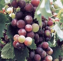 Vitis vinifera L. 'Alphonse Lavallée' (Vigne)