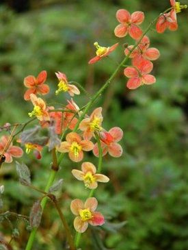 Epimedium warleyense - (Fleur des Elfes)