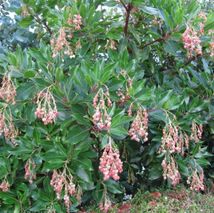 Arbustus unedo rubra - (Arbousier)
