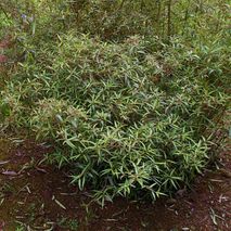 Helwingia chinensis - (Helwingia)