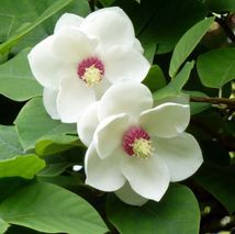 Magnolia sieboldii - (Magnolia de Siebold)